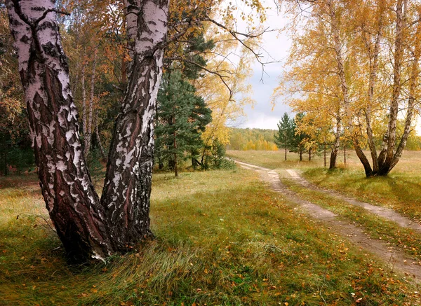 Piękny krajobraz jesień z brzozy — Zdjęcie stockowe