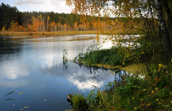 Autumn landscape Royalty Free Stock Images