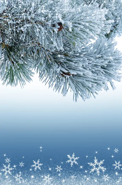 Рождественский фон с заснеженной веткой елки — стоковое фото