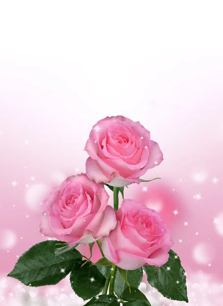 Bellissimo sfondo con fiori rose — Foto Stock