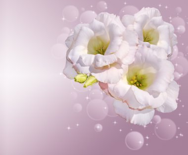 arka plan ile İrlandalı Rose. Eustoma.