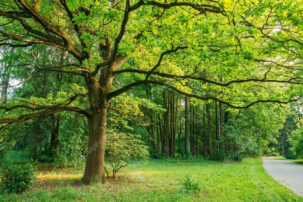 Tall Oak Tree in Summer Park. Spring Nature. Deciduous Forest — Stock