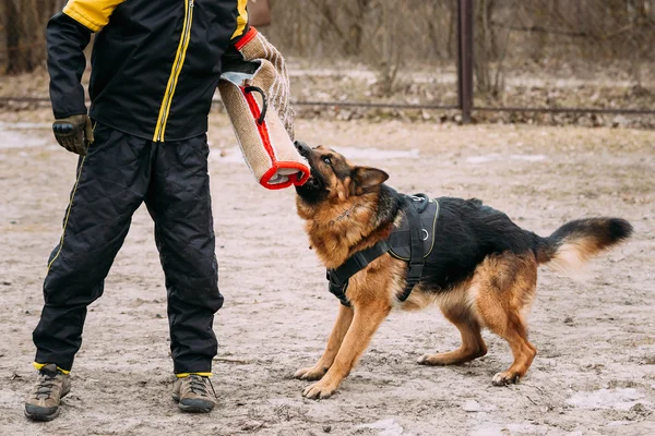 German Shepherd Dog training. Biting dog.