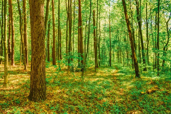 Spring Green Deciduous Forest Woods. Spring Nature