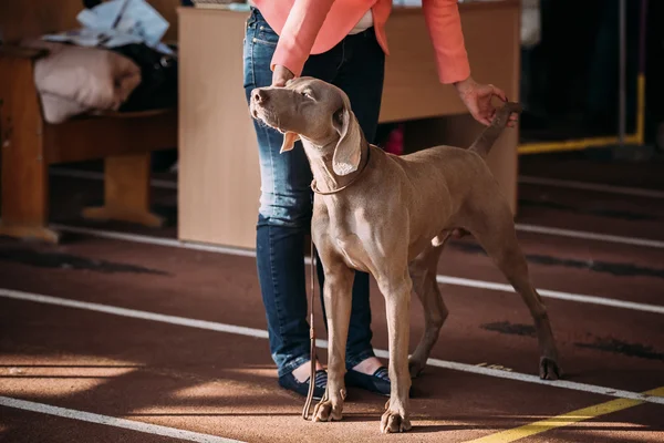 The Weimaraner is a large dog that was originally bred for hunti
