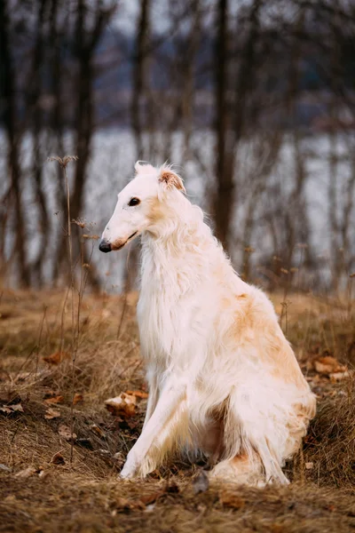 White Russian Borzoi, Russian dog sit in autumn park. Russkaya P