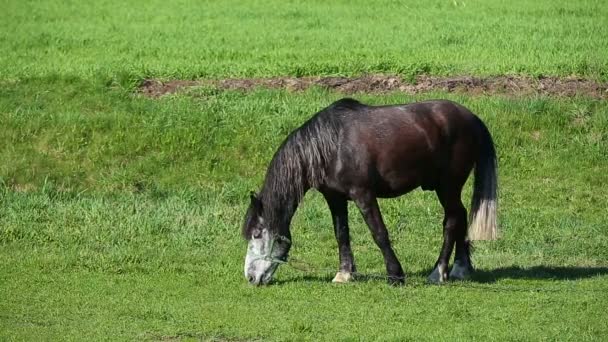 Black Horse Eats In Spring Pasture. Cheval manger herbe en été prairie 