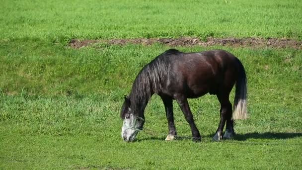 Il cavallo nero mangia nei pascoli primaverili. Cavallo che mangia erba nel prato estivo — Video Stock