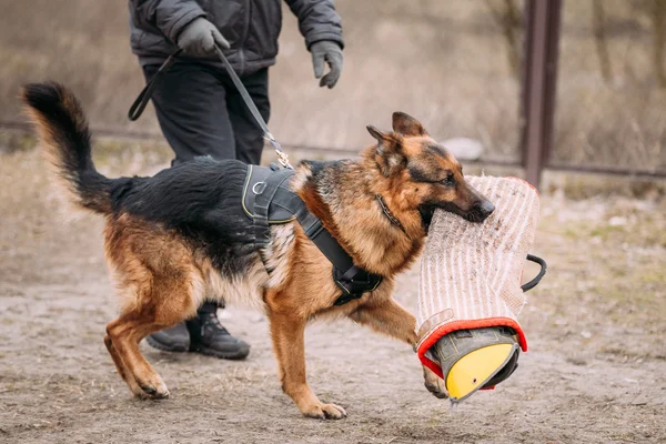 German Shepherd Dog training. Biting dog.