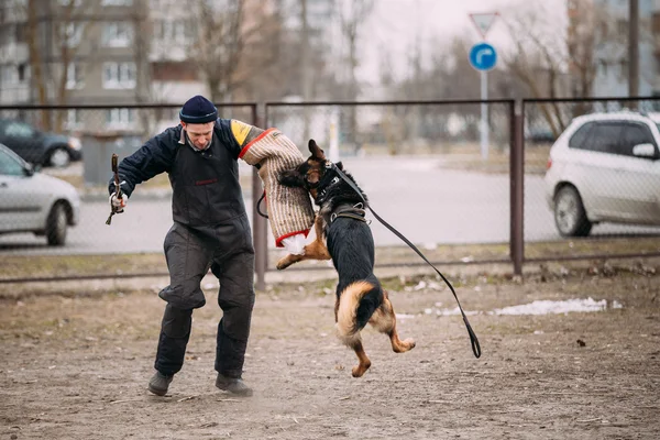 German shepherd dog training. Biting dog. Alsatian Wolf Dog. Deu