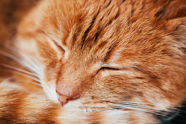 Close Up Of Peaceful Red Cat Curled Up Sleeping In His Bed