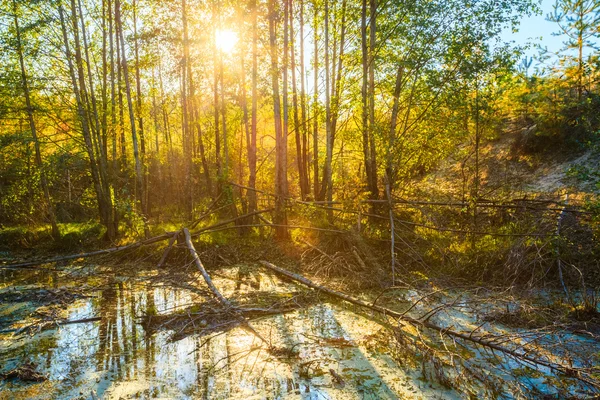 Sunset Sunrise In Summer Sunny Forest Woods and Wild Bog. Nature