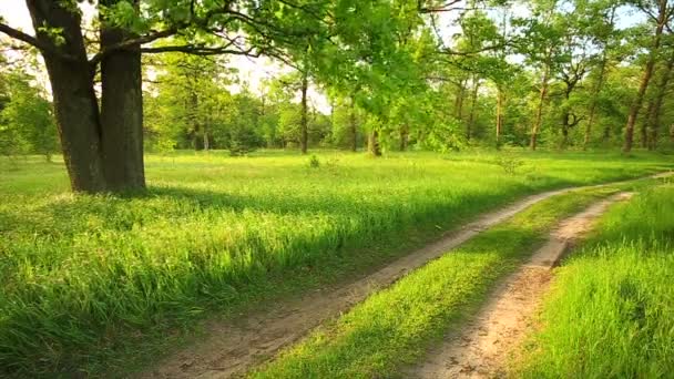 La brisa del viento roba hierba y ramas de roble. Hermoso bosque verde de verano y. Campo camino en día soleado . — Vídeo de stock