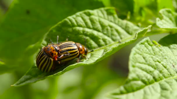 Dos escarabajos de rayas de Colorado - Leptinotarsa Decemlineata . — Vídeos de Stock