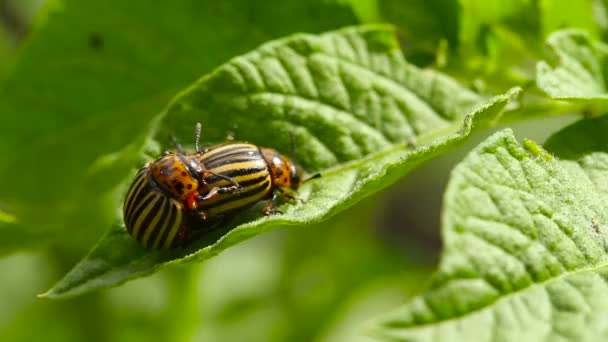 Due coleotteri a strisce del Colorado - Leptinotarsa Decemlineata . — Video Stock