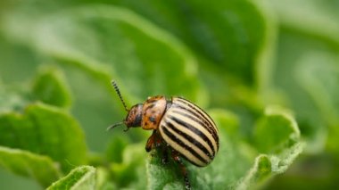 Colorado Çizgili Böcek - Leptinotarsa Yaprak Yetiştiren Patates Üzerinde Sürünen Arşiv