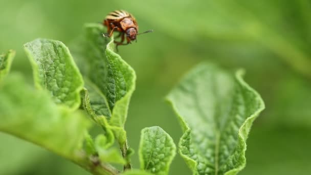 Κολοράντο Ριγέ Σκαθάρι - Leptinotarsa Decemlineata σέρνεται σε ένα φύλλο καλλιέργειας πατάτες — Αρχείο Βίντεο