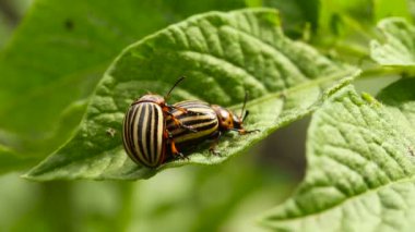 İki Colorado çizgili böcek - Leptinotarsa Decemlineata.
