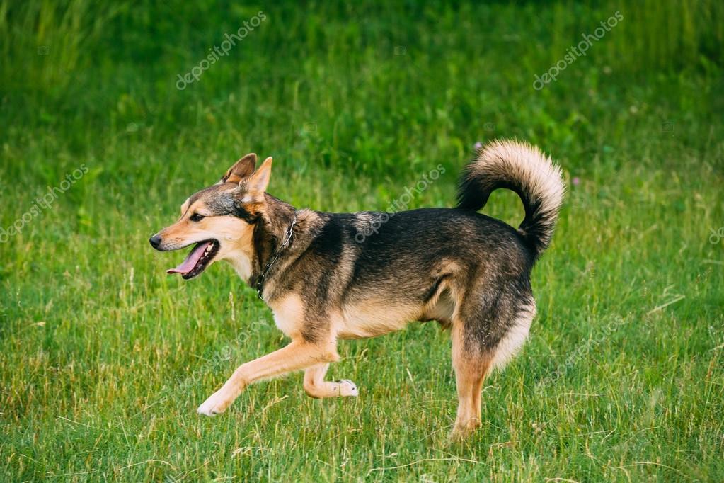 hund mischling mittelgroß