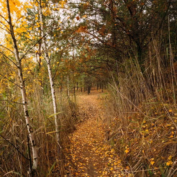 Path Way Pathway In Autumn Forest.