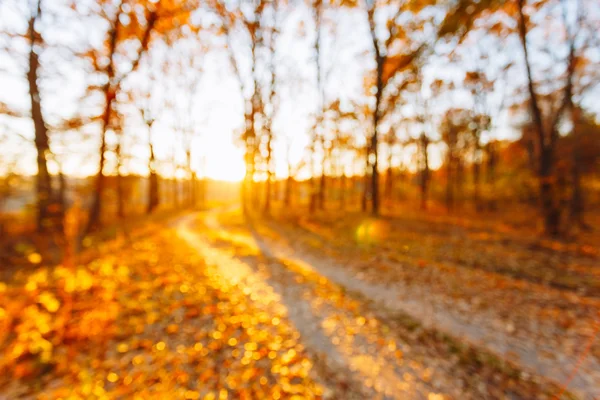 Abstract Autumn Summer Blurred Forest Background. Bokeh, Boke Woods