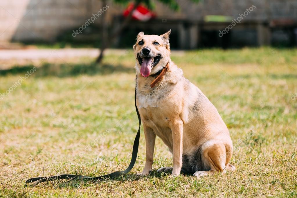 Medium Size Short Haired Mixed Breed Yellow Adult Dog With Opened