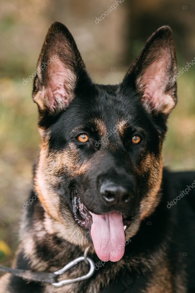 Portrait De Staring Purebred German Shepherd Adult Dog