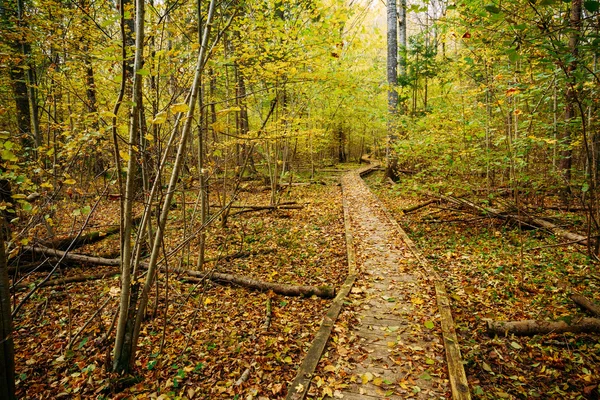 Wooden Boarding Path Way Pathway In Autumn Forest