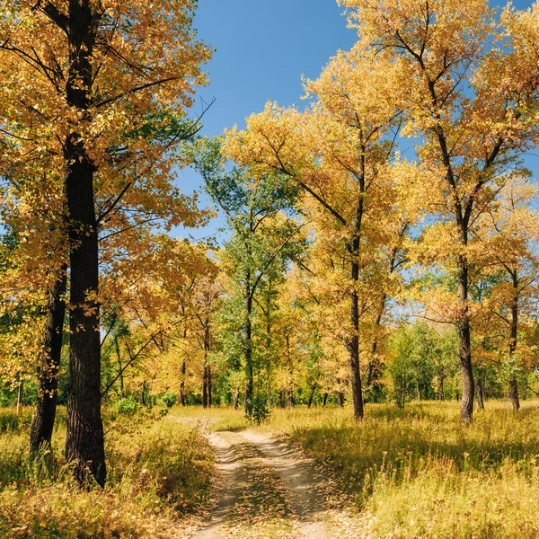 Path Road Way Pathway On Sunny Day In Autumn Forest Woods