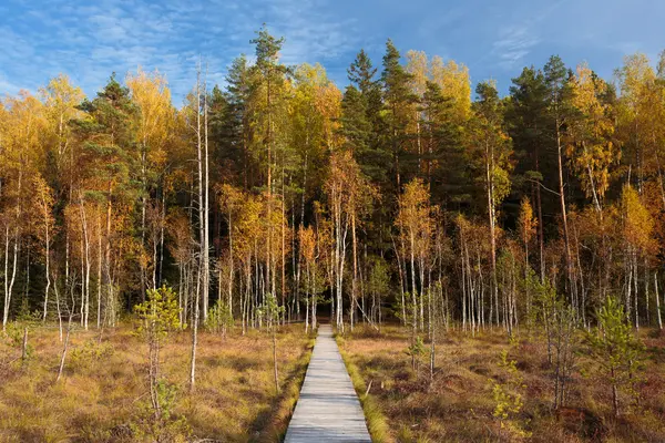 Wooden Path Way Pathway From Marsh Swamp To Forest. Autumn