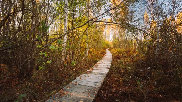 Wooden boarding path way pathway in autumn forest