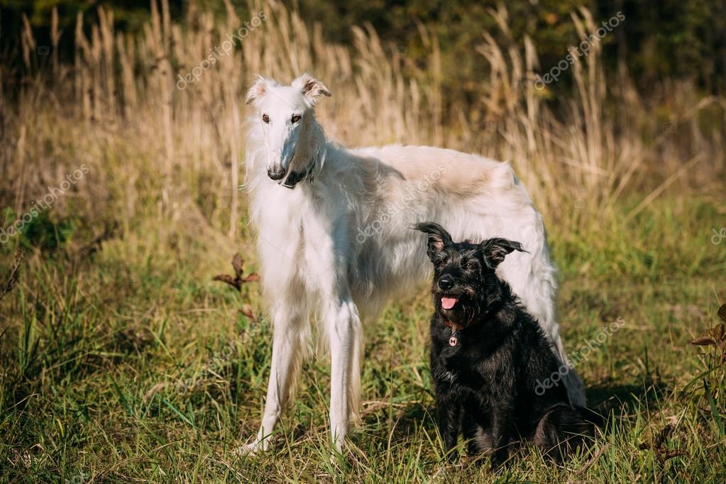 Noir Mélangé De Race Et Chien De Chasse Et Blanc Russe