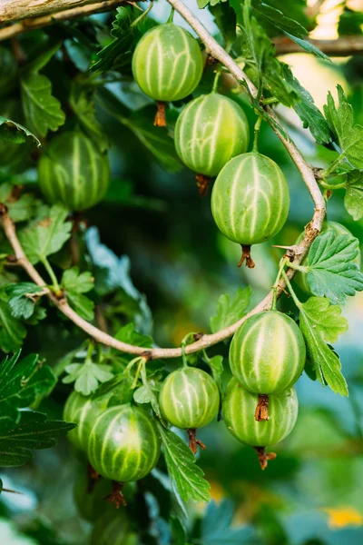 Куст крыжовника нарисованный Куст крыжовника нарисованный