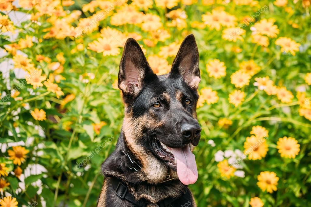 Portrait De Staring Purebred German Shepherd Adult Dog