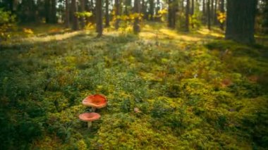 Beyaz Rusya, Avrupa. Zaman aşımı mantarı. Russula emetica, kusturucu, kusturucu russula veya kusan russula bazidiyomicete mantarıdır. Sonbahar Ormanı. Şartlı olarak yenilebilir mantar. Güneşli Sonbaharda Gün Işığı