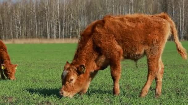 春の緑の牧草地で放牧子牛.夏の日に牧草地を歩く牛 — ストック動画