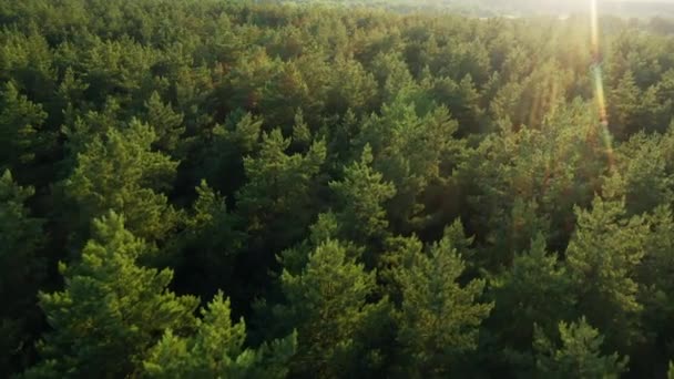 Letecký pohled na západ slunce oblohy nad Green Forest krajiny ve večerních hodinách. Top View From High Attitude In Summer Sunrise. Slunce nad jehličnatým lesem. 4K — Stock video