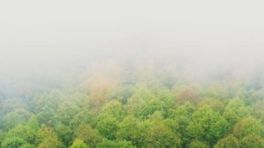 Hayret verici sisli orman manzarasının üstündeki 4K uçuşu. Sisli Orman Park Ormanında Sonbahar Sisli Sabahı Manzarası. Doğa Yükseltilmiş Görünüm