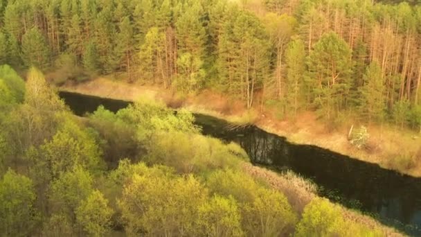 4K Letecký pohled na borovice rostoucí na pobřeží v blízkosti malé bažiny močálu na jaře — Stock video