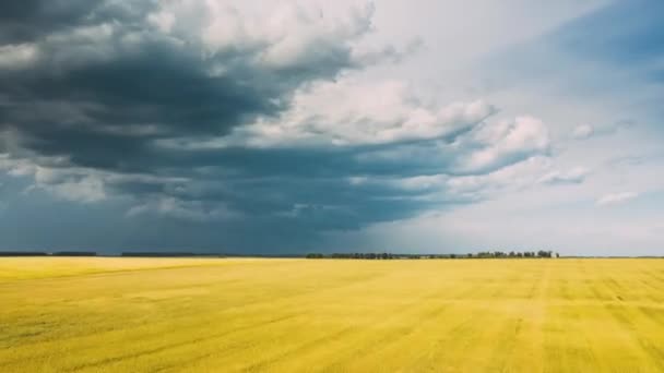 İnsansız hava aracı, yaz mevsiminde genç buğday tarlasıyla tarımsal manzaraya doğru hızlandırılmış hava görüntüsü veriyor. Güzel kırsal alan. Tarım Alanı Tarım — Stok video