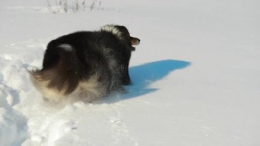 Shetland Çoban Köpeği Sheltie Collie dışarıda karda oynuyor. Köpek koşusu, kış günü kar yığınında halka oyuncağıyla oynar. Kış zamanı. Evcil İskoç çoban köpeği dışarıda oynuyor. Yavaş Çekim, Ağır Çekim