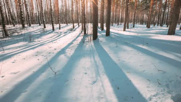 4K Piękne niebieskie cienie z sosen w ruchu na zimowej śnieżnej ziemi. Słońce w lesie. Sunset Sunlight świeci przez sosnowe lasy Krajobraz lasu. Śnieg Natura Time-Lapse Time Lapse — Wideo stockowe