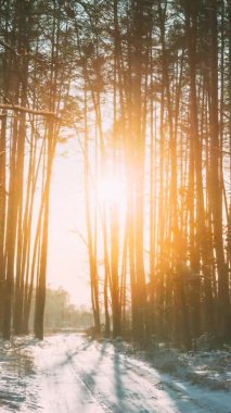 Dikey çekim 4K Güzel Mavi Gölgeler Çam Ağaçlarının Kış Yerindeki Hareketi. Ormanda Günışığı. Sunset Sunlight, Pine Greenwood Ormanları 'nda parlıyor. Kar Doğası Zaman Hızı