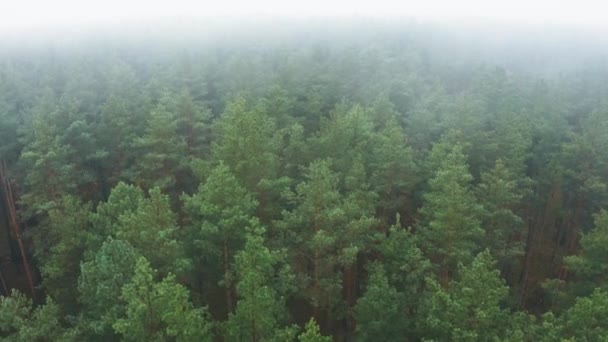 Aerial View 4K Flight Above Amazing Misty Forest Landscape. Vista panorámica de la nebulosa mañana de otoño en Misty Forest Park Woods. Naturaleza vista elevada — Vídeos de Stock