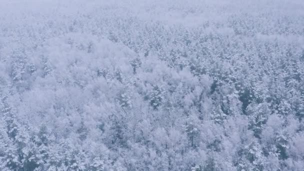 冬の霜の日の4K美しい雪の白い森。アメージングパインの森の上の空中ビューフライト。風景。公園の森の景色。冬の霜の森の自然標高のビュー。雪の針葉樹。 — ストック動画