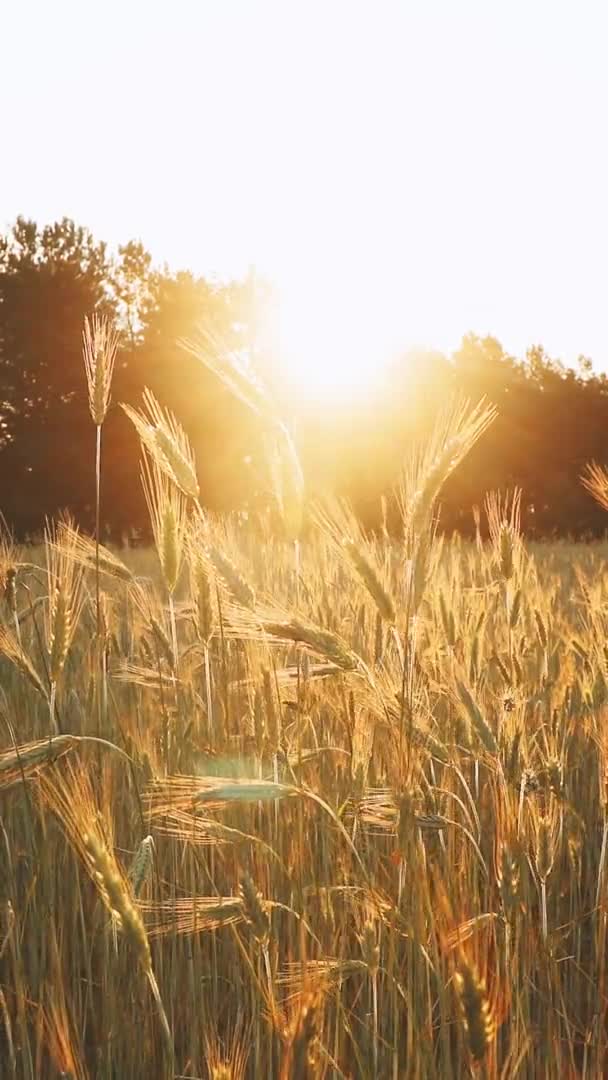 Verticaal schot slow mo, slow motion Zomerzon schijnt over het landbouwveld van jonge groene tarwe oren veld. Tarwe bij zonsondergang Dawn Time. — Stockvideo
