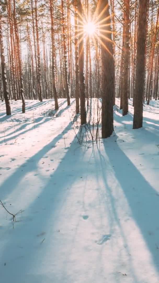 4K όμορφες μπλε σκιές από πεύκα δέντρα σε κίνηση σε χειμερινό χιονισμένο έδαφος. Ηλιαχτίδα στο δάσος. Ηλιοβασίλεμα που λάμπει μέσα από πευκοδάσος τοπίο. Snow Nature Time-Lapse Time Lapse — Αρχείο Βίντεο