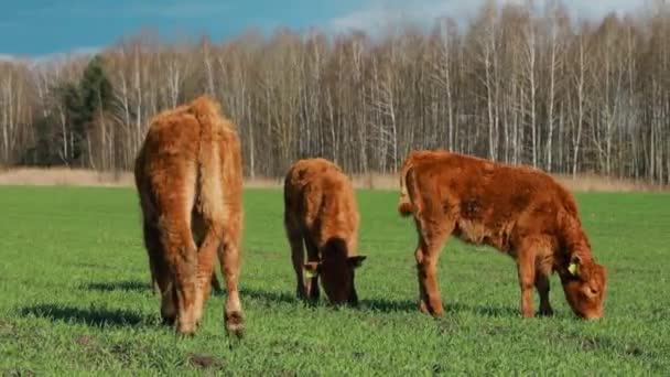 春の緑の牧草地で放牧子牛.夏の日に牧草地を歩く牛. — ストック動画