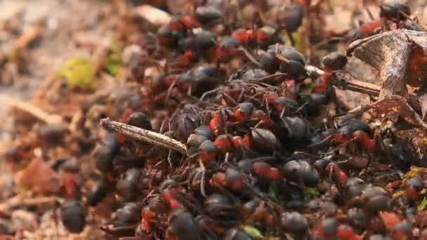 Mravenci z červeného lesa Formica Rufa na spadlém starém kmeni stromu. Mravenci pohybující se v mraveništi. Bělorusko. — Stock video