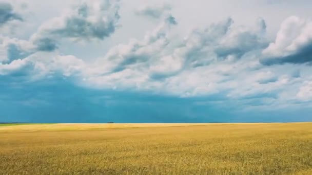 Drone lapse Hyperlapse Rörelse Flygfoto över jordbrukslandskap med unga vetefält under sommarsäsongen. Vackert landskap på landet. Jordbruk Jordbruk — Stockvideo